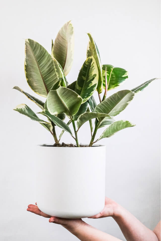 plants shop product gallery img 5 plants shop product gallery img 5